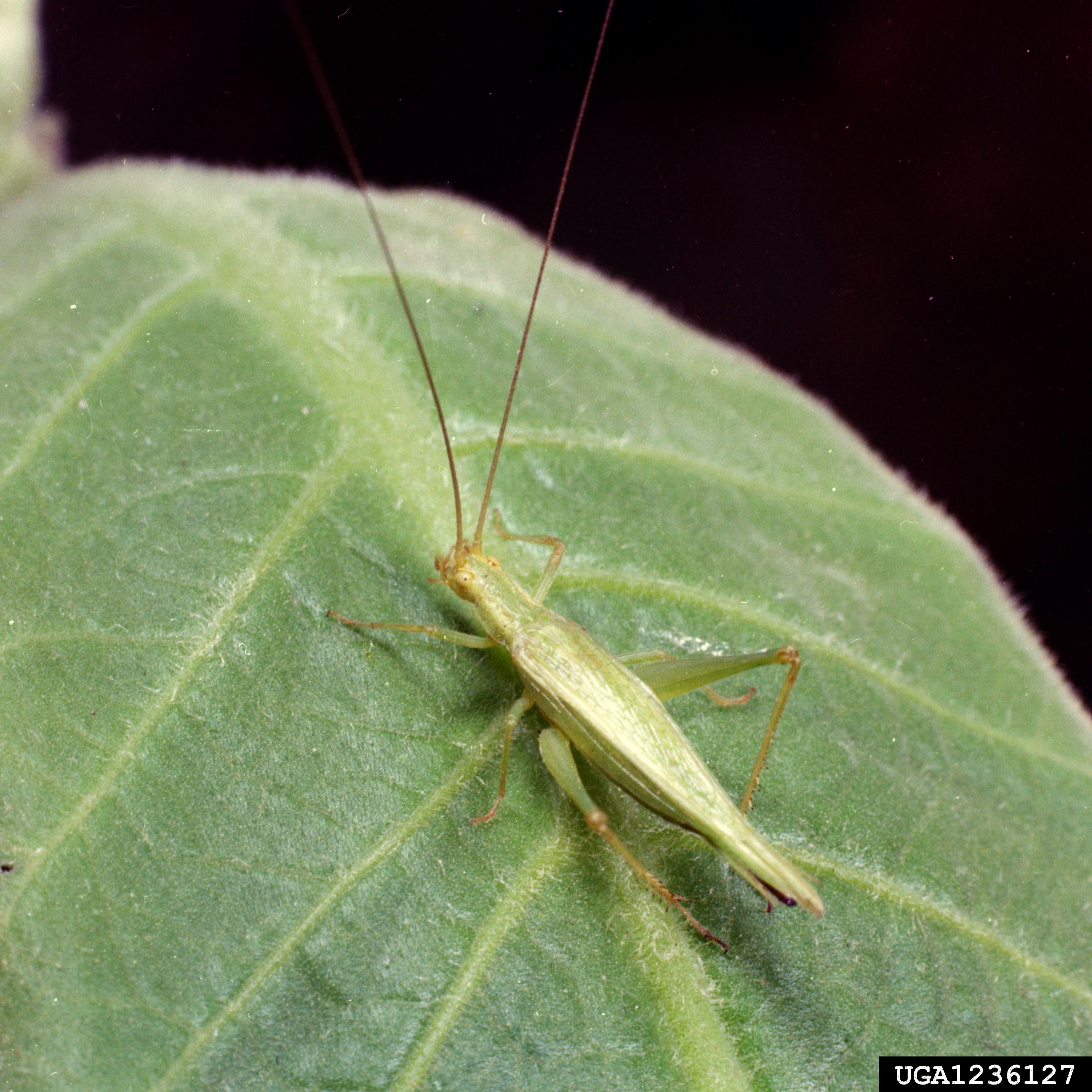 A snowy tree cricket